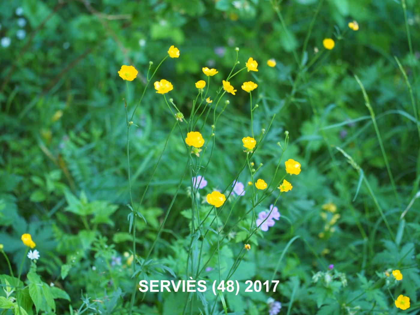 Buttercup, Wood plant